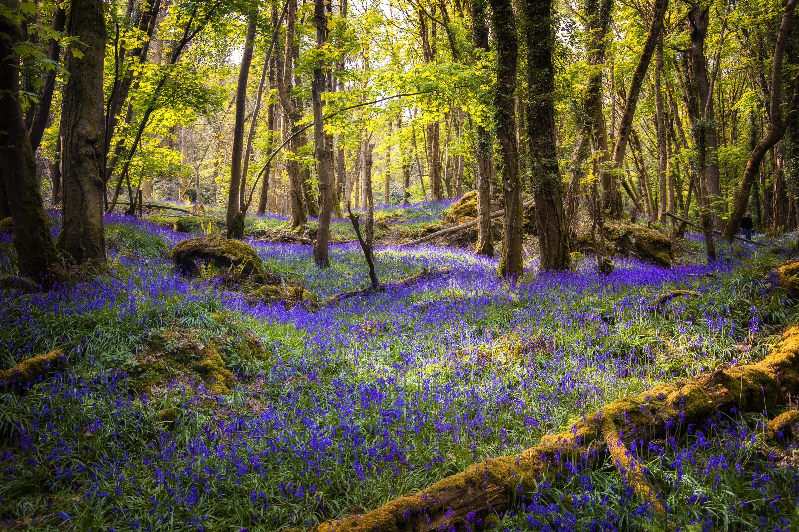 Tomnafinnoge Woods & Derry River Biodiversity Event