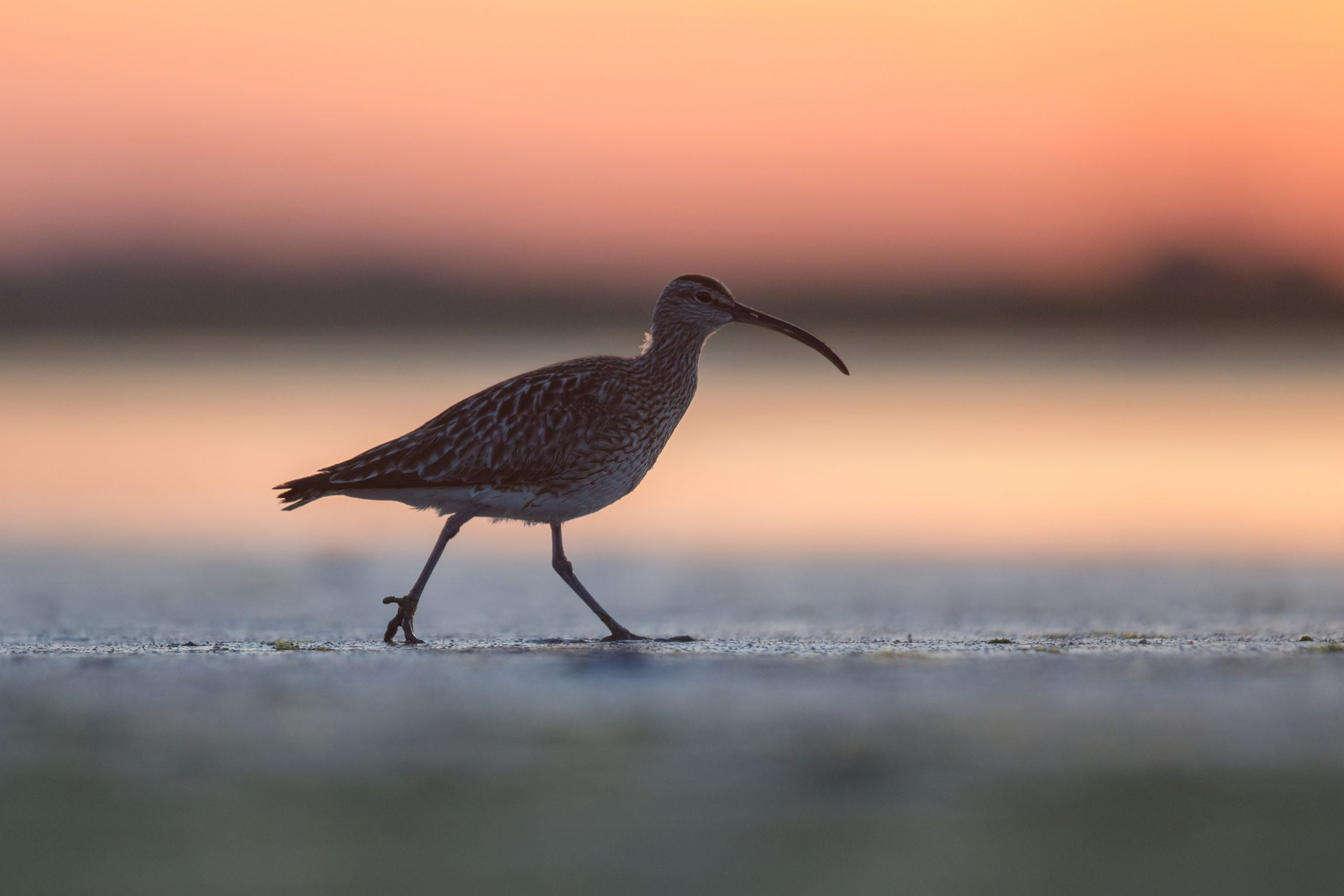 Breeding Birds of Connemara Talk