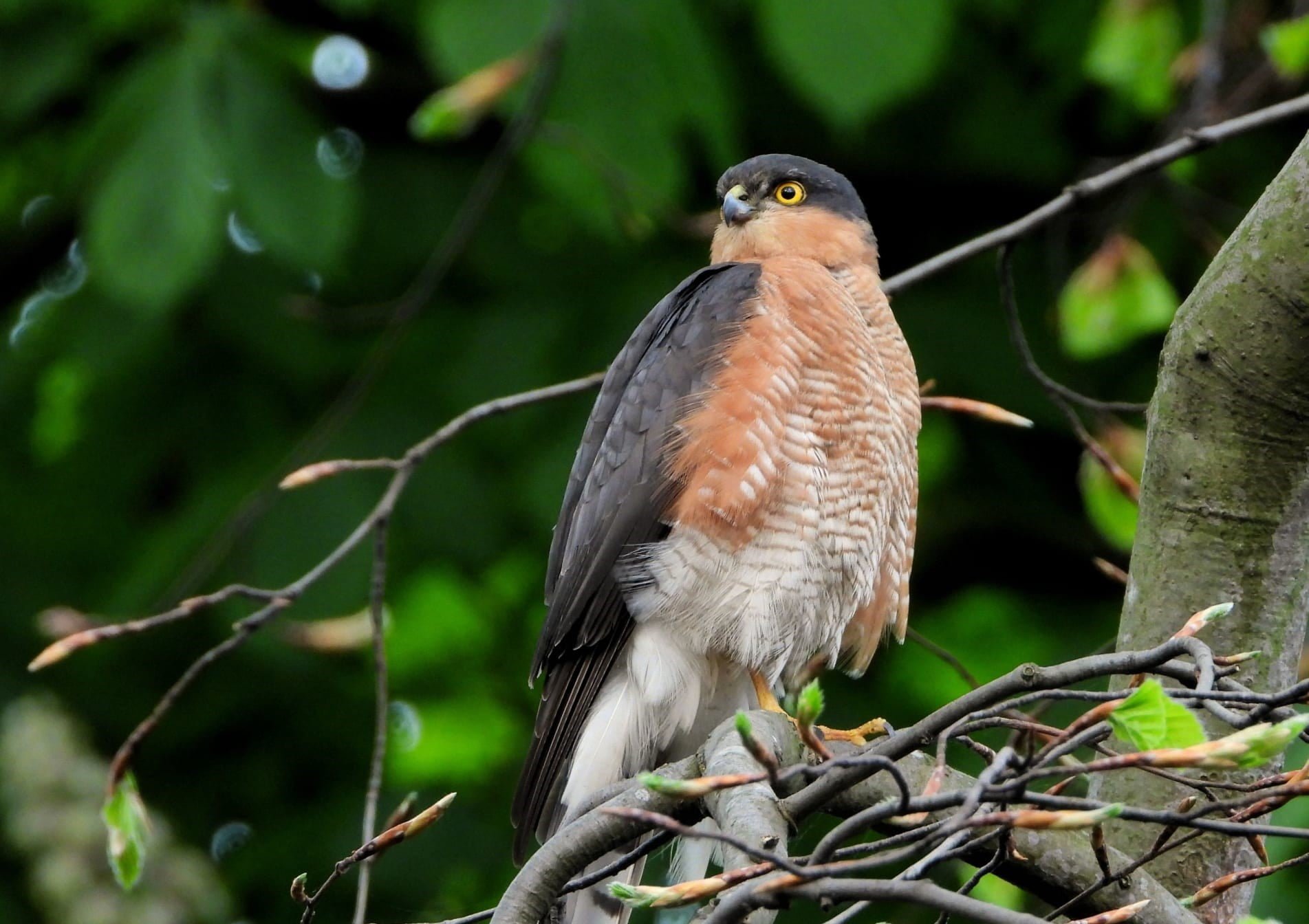 The Grove: Celebrating Our Urban Biodiversity