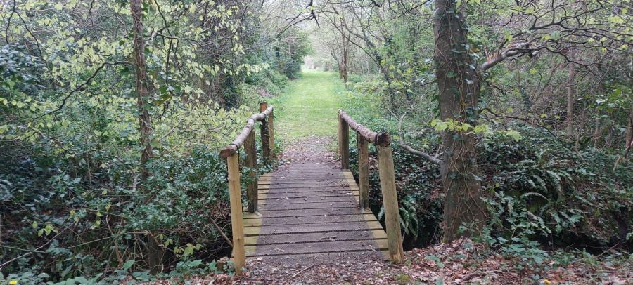 Crann Guided Woodland Walk at Longford Demesne Wood, Beltra, Co. Sligo