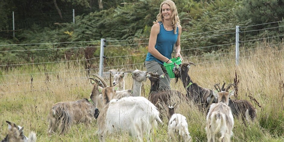 Meet the Goats of Howth Head