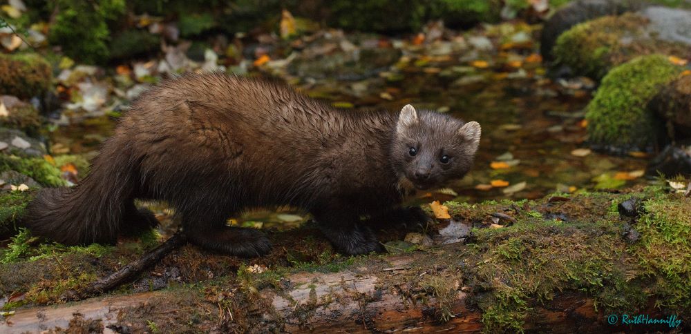 An afternoon getting to know the pine marten