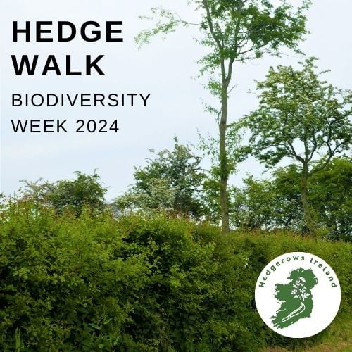 Hedge Walk: Ranelagh, Co. Dublin