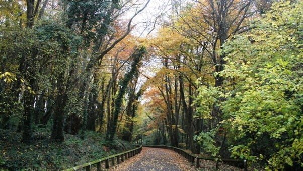 Woodland Walk in St. Catherine's Park, Lucan