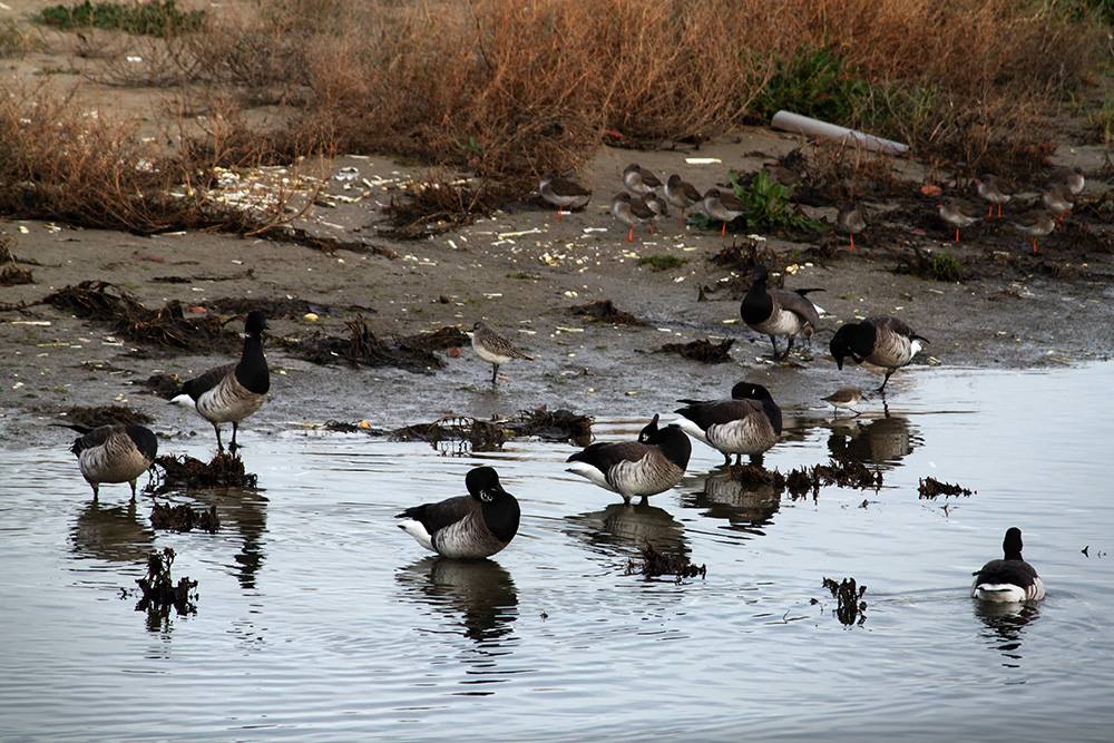 An Taisce Booterstown Marsh Nature Reserve