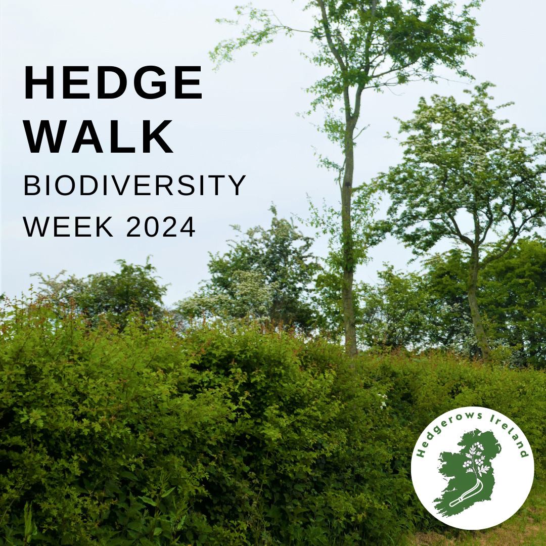 Longford Hedge Walk