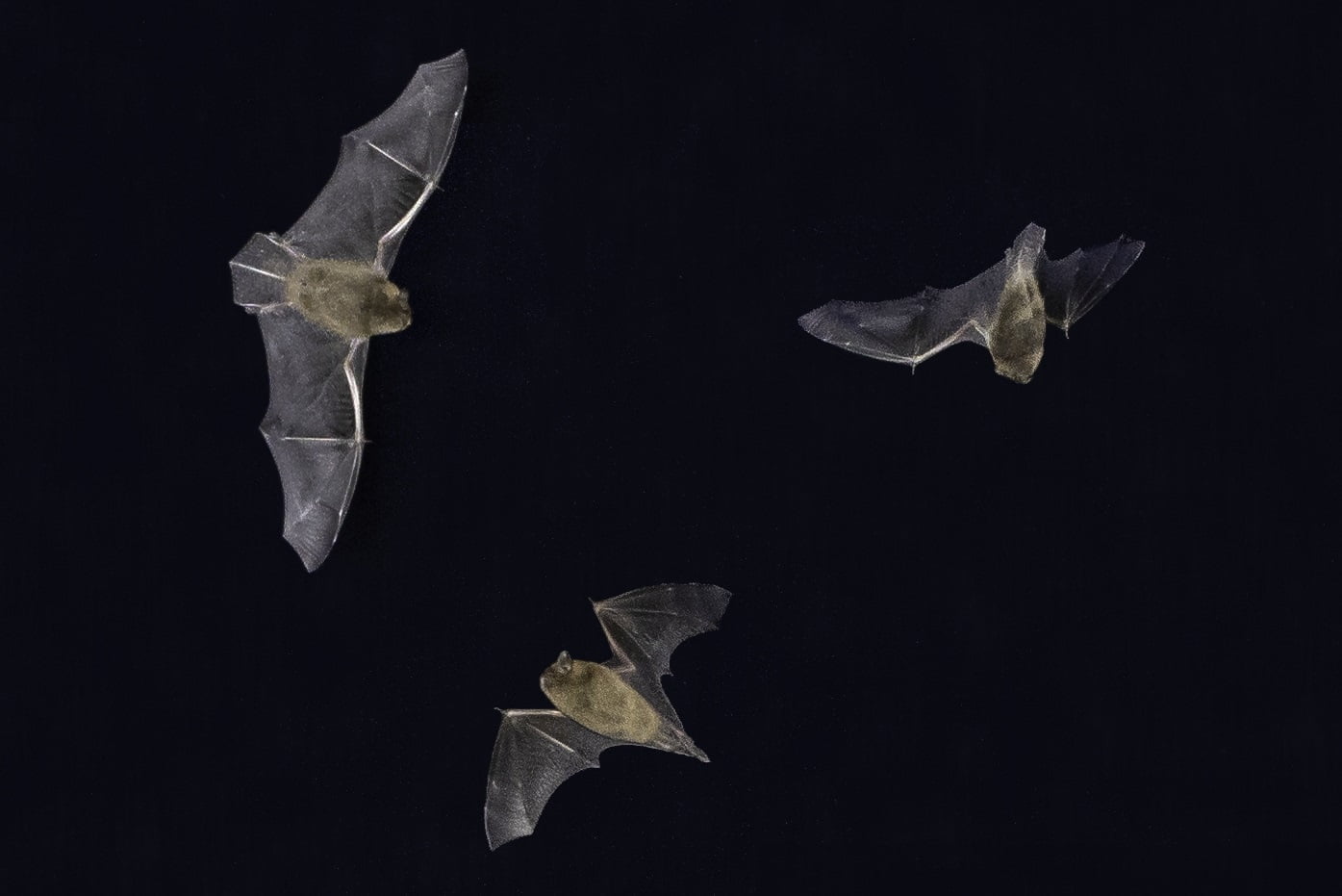 Biodiversity Week Bat Walk - Navan