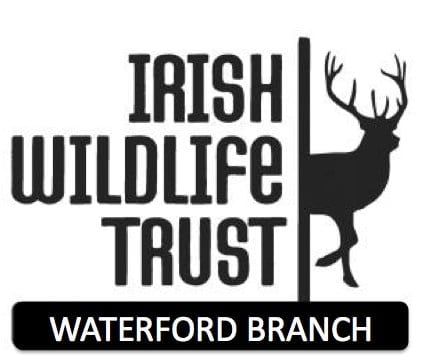 Evening Bat walk with IWT Waterford Branch