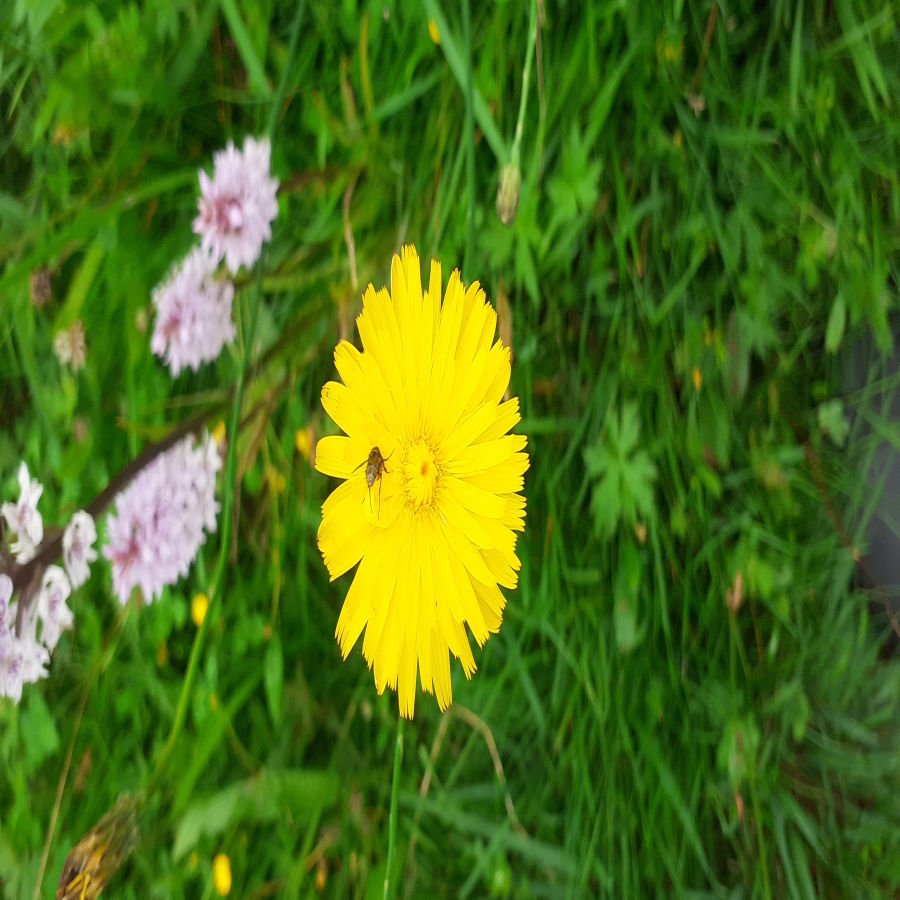 Biodiversity Talk with Connolly Tidy Towns/Village