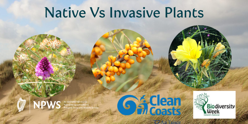 Native Vs Invasive Roots Natives Vs Invasives - The Plants of Cahore Dunes - National ...